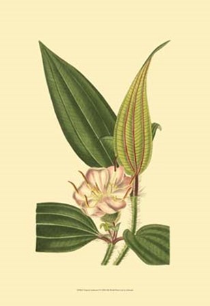 Tropical Ambrosia I by George Edwards art print
