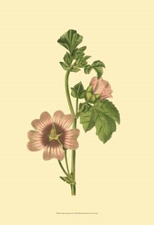 Tropical Ambrosia II by George Edwards art print