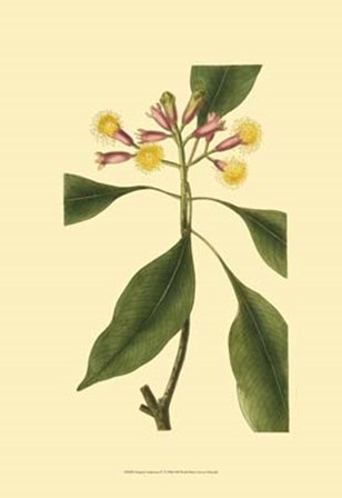 Tropical Ambrosia IV by George Edwards art print