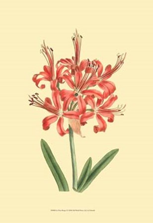 Le Fleur Rouge I by George Edwards art print
