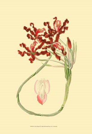 Le Fleur Rouge II by George Edwards art print