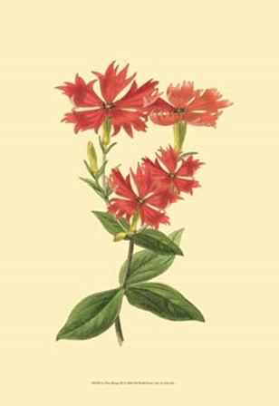 Le Fleur Rouge III by George Edwards art print