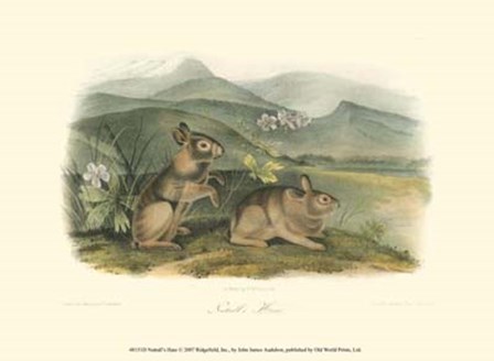 Nuttall&#39;s Hare by John Woodhouse Audubon art print