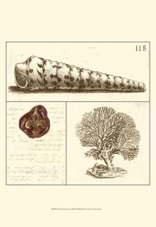 Shell Classification I by Vision Studio art print