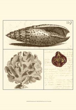 Shell Classification II by Vision Studio art print