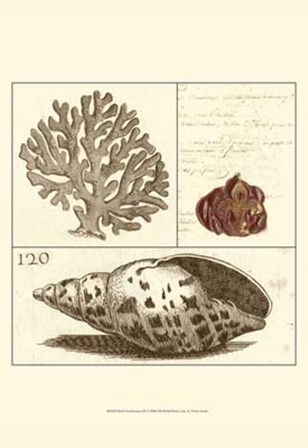 Shell Classification III by Vision Studio art print
