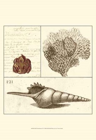 Shell Classification IV by Vision Studio art print