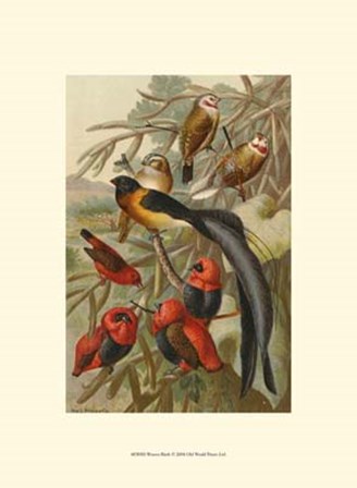 Weaver Birds art print