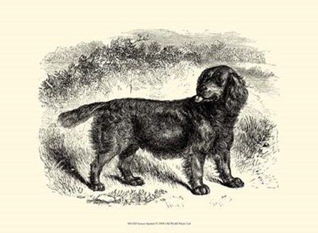 Sussex Spaniel art print