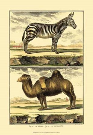 Zebra and Camel by Denis Diderot art print