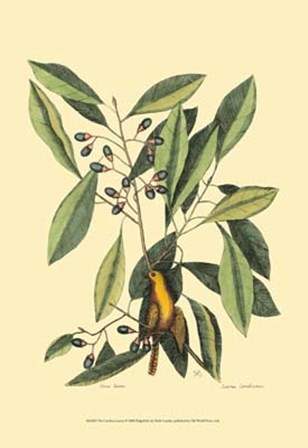 The Carolina Laurus by Marc Catesby art print