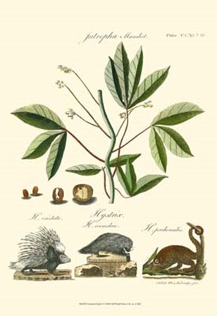 Naturalist Study I by Adam Schall Von Bell art print