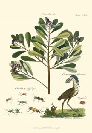 Naturalist Study II by Adam Schall Von Bell art print