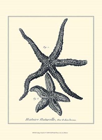 Indigo Starfish I by Denis Diderot art print