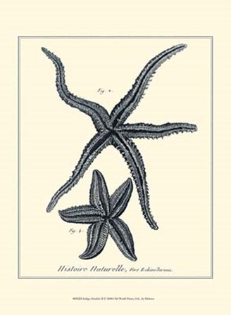 Indigo Starfish II by Denis Diderot art print