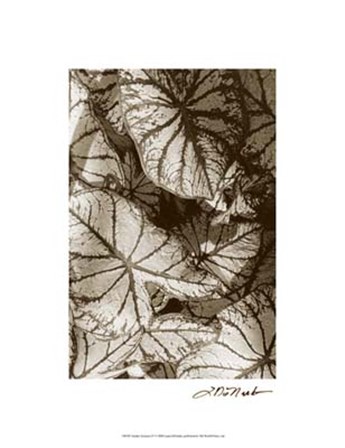Garden Textures IV by Laura Denardo art print