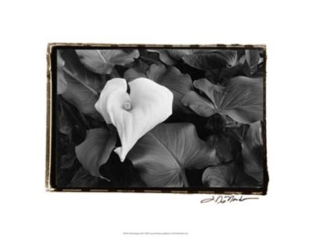 Floral Elegance III by Laura Denardo art print
