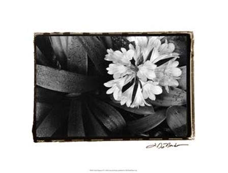 Floral Elegance IV by Laura Denardo art print