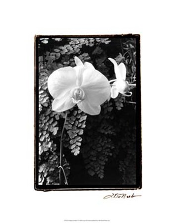 Striking Orchids I by Laura Denardo art print