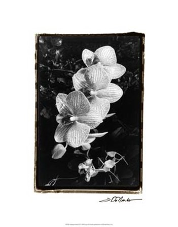 Striking Orchids II by Laura Denardo art print