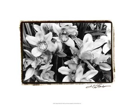 Striking Orchids III by Laura Denardo art print