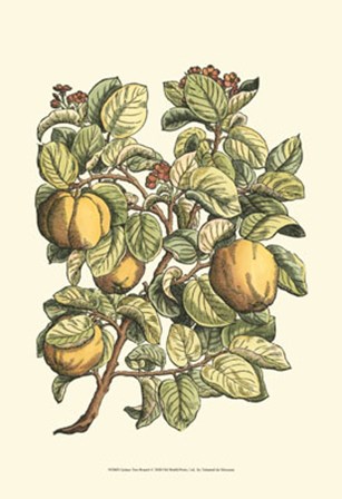 Quince Tree Branch by Duhamel De Monceau art print