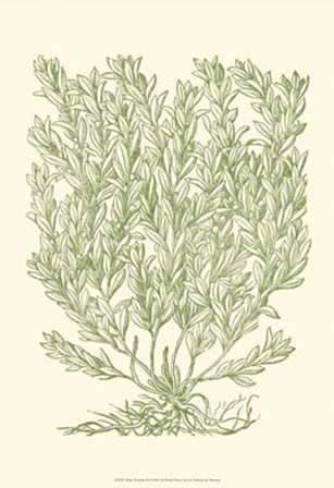 Mossy Branches II by Duhamel De Monceau art print