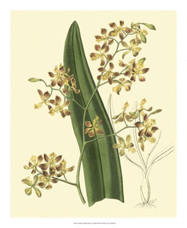 Antique Orchid Study II by George Edwards art print