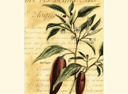 Red Pepper by Walter H. Fitch art print