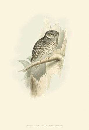 Sparrow Owl by John Gould art print