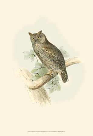 Scops-eared Owl by John Gould art print