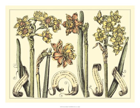 Narcissus in Bloom II by Claude Langlois art print