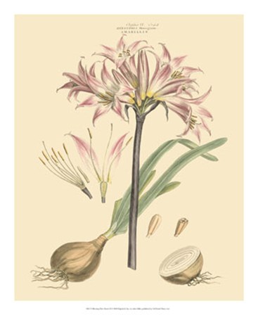 Blushing Pink Florals II by John Miller art print