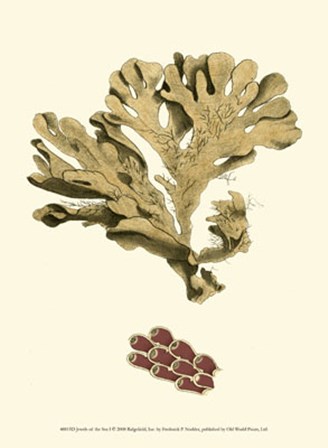 Jewels of the Sea I by Frederick P. Nodder art print