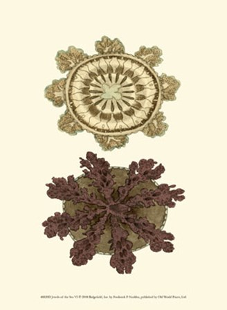 Jewels of the Sea VI by Frederick P. Nodder art print