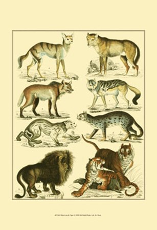 Lion &amp; Tiger by Oken art print