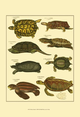 Tortoise by Oken art print