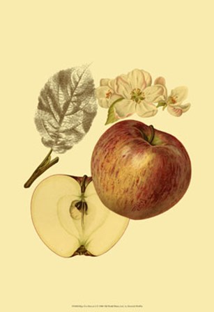 Ripe for Harvest I by Heinrich Pfeiffer art print