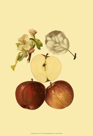 Ripe for Harvest IV by Heinrich Pfeiffer art print