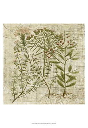 Garden Verses I by Vision Studio art print