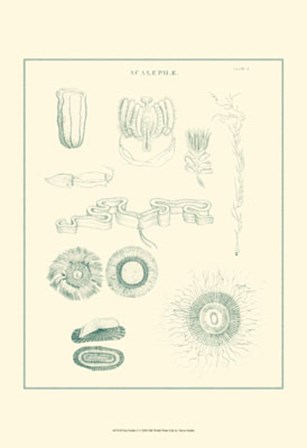Sea Nettles I by Vision Studio art print