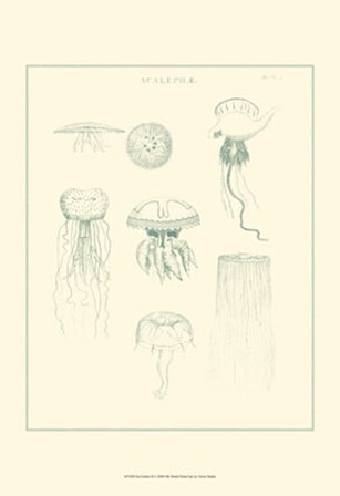 Sea Nettles II by Vision Studio art print