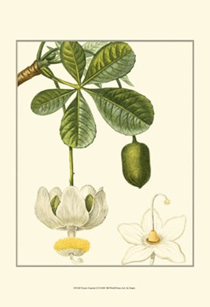 Tropicals II by Pierre Jean Francois Turpin art print