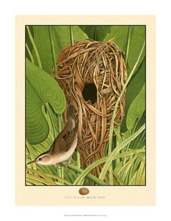 Long-Billed Marsh Wren art print