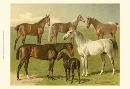 Horse Breeds I by Emil Volkers art print
