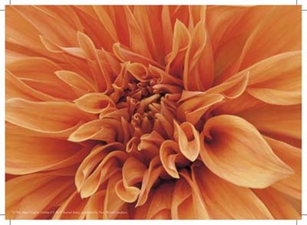 Mini Graphic Dahlia I by Rachel Perry art print