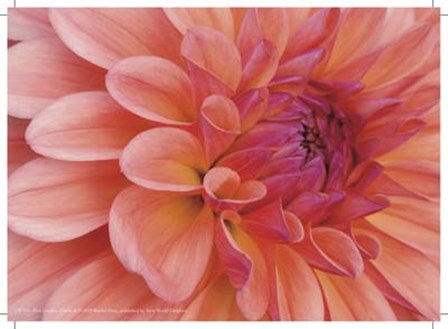 Mini Graphic Dahlia II by Rachel Perry art print