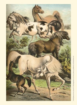 Johnson&#39;s Horse Breeds II by Henry J. Johnson art print