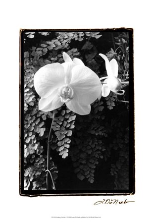 Striking Orchids I by Laura Denardo art print