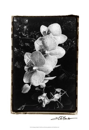Striking Orchids II by Laura Denardo art print